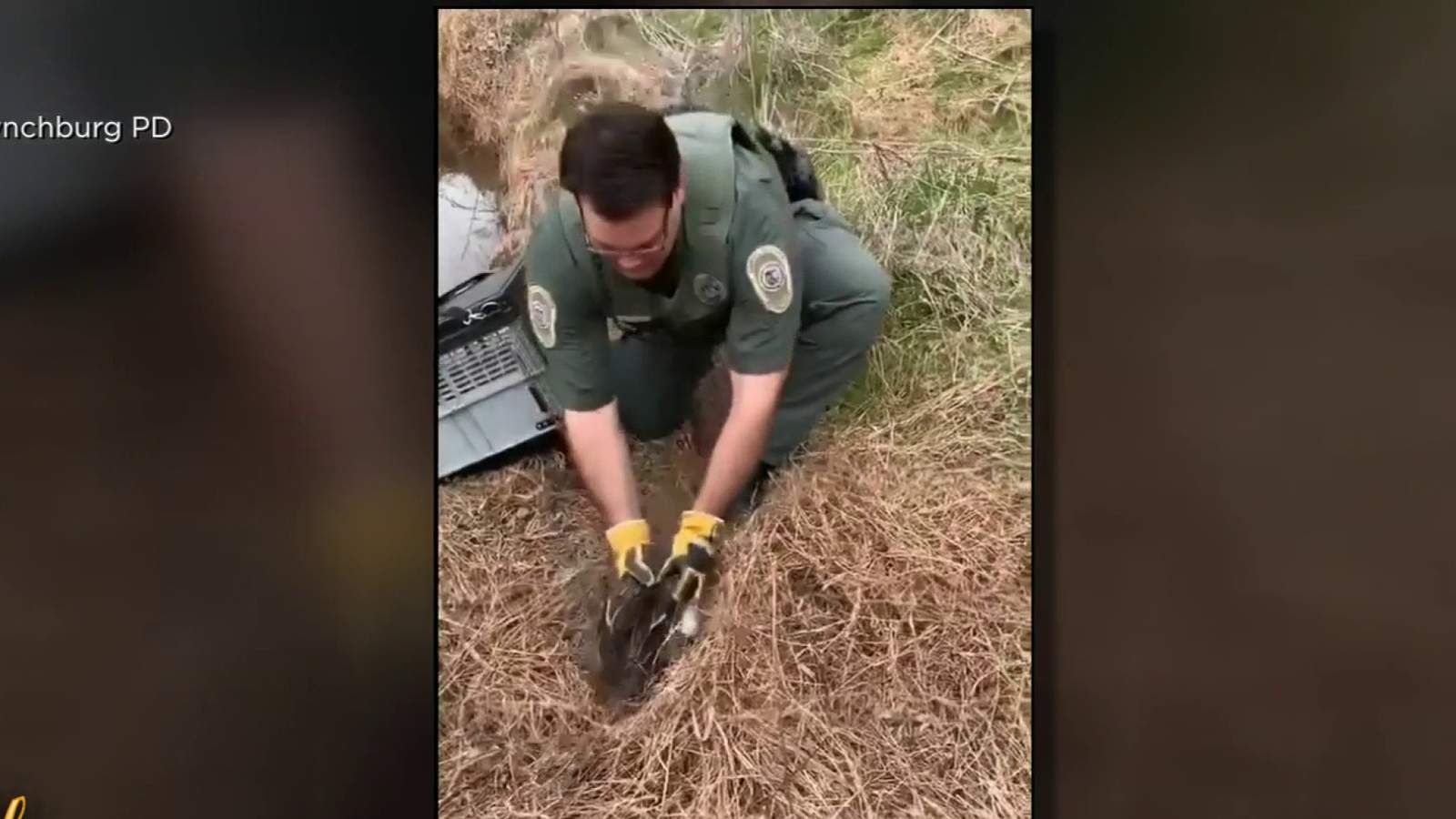 Mama ducks and nest rescued by Lynchburg animal control