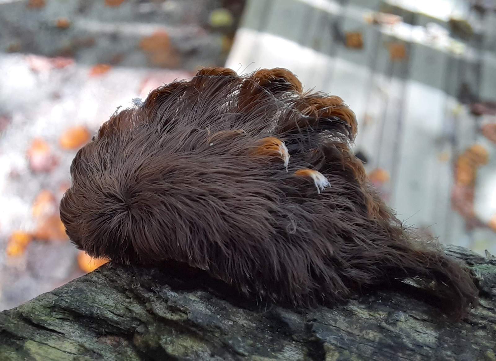 It may look like a lost wig, but this venomous caterpillar is in Virginia’s forests