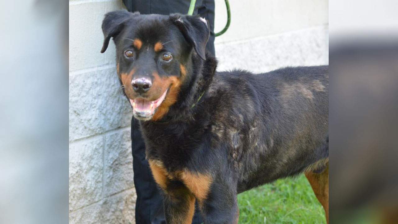 Let this Rottweiler un-Lock your heart!