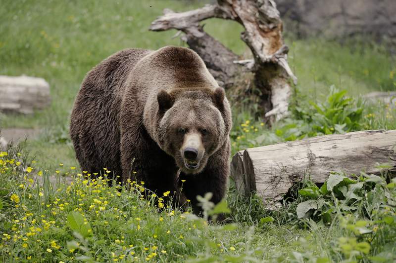 Couple attacked by bear while having a picnic along the Blue Ridge Parkway