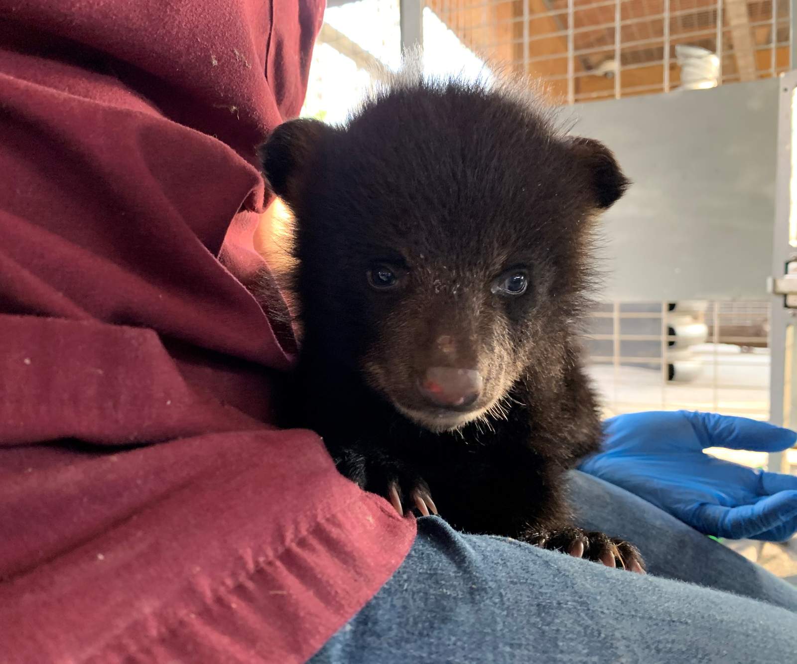 Tiny Orphaned Black Bear Cub Doing Well At Wildlife Center Of Virginia