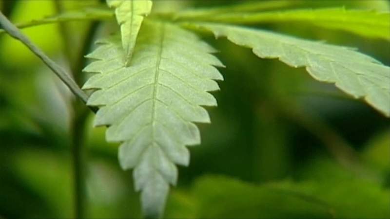 Marijuana-related possession arrests drop 90% across Virginia