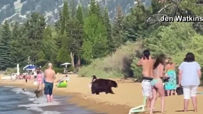 WATCH: Family of black bears cool down by joining beachgoers at Lake Tahoe