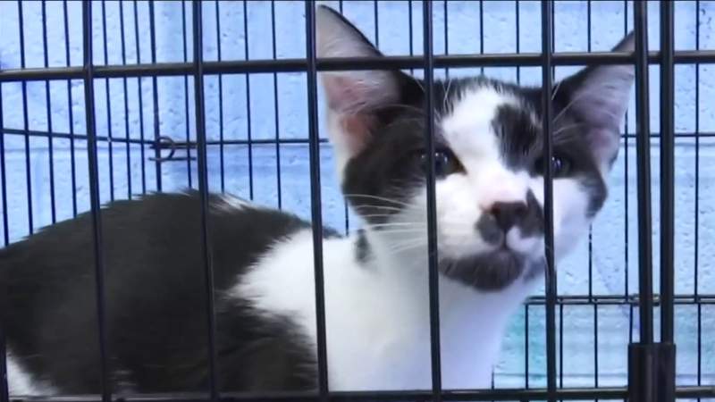 Roanoke Valley SPCA offers new rehoming program for relinquished pets