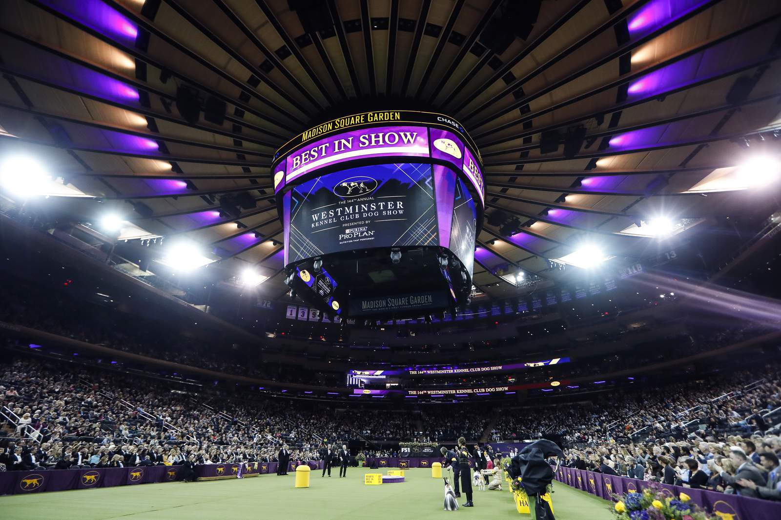Wanna go for a walk? Westminster dog show leaves NYC for '21