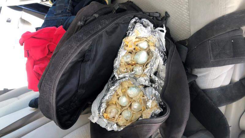 Border patrol canine sniffs nearly $60K worth of drugs inside breakfast burritos