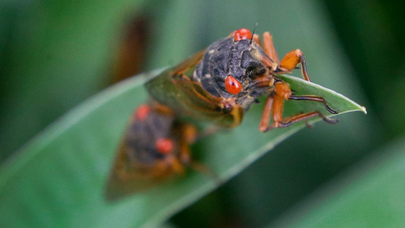 Cicadas are coming! Brood X to emerge in Lynchburg this month