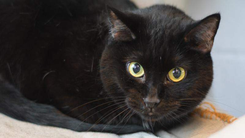 Meet Lucky! A 10-year-old cat looking for a home