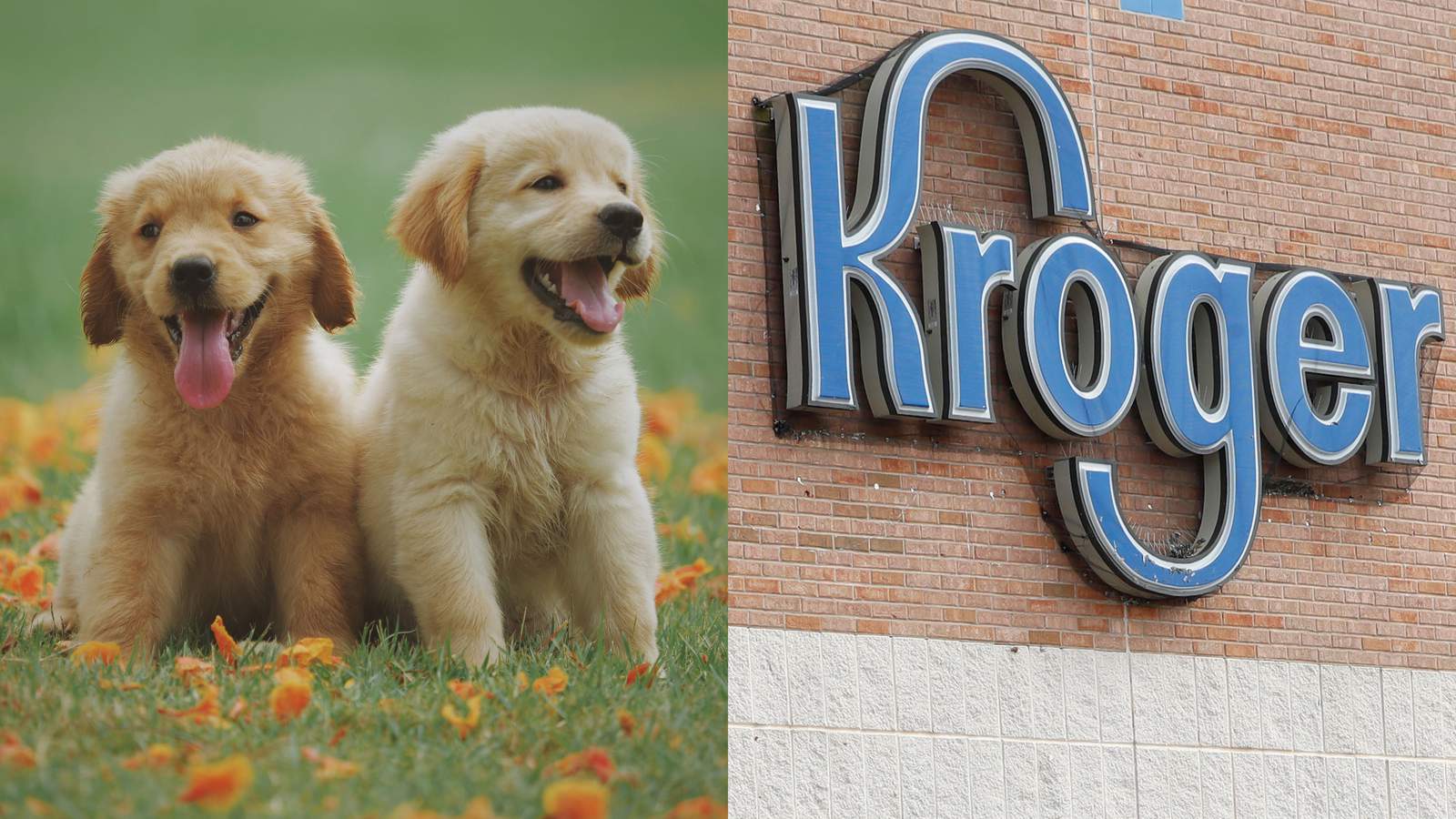 You can check puppy off your shopping list as Kroger hosts pet adoption event