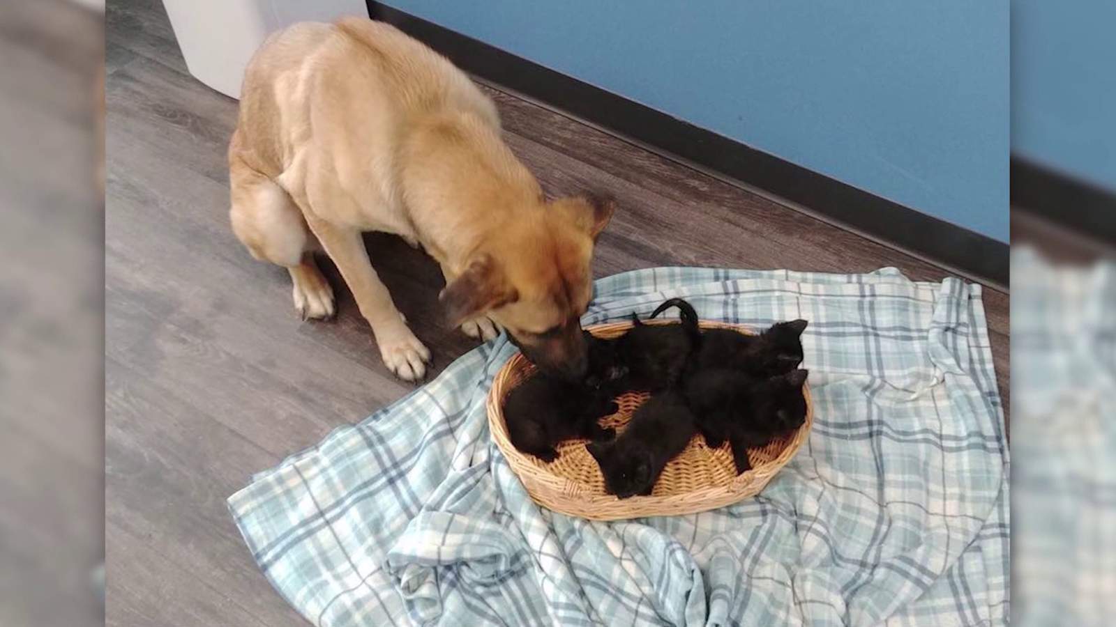 Dog helps keep stray kittens warm on cold Canadian night