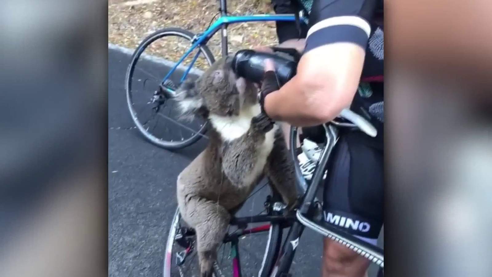 Australian cyclist gives thirsty koala water