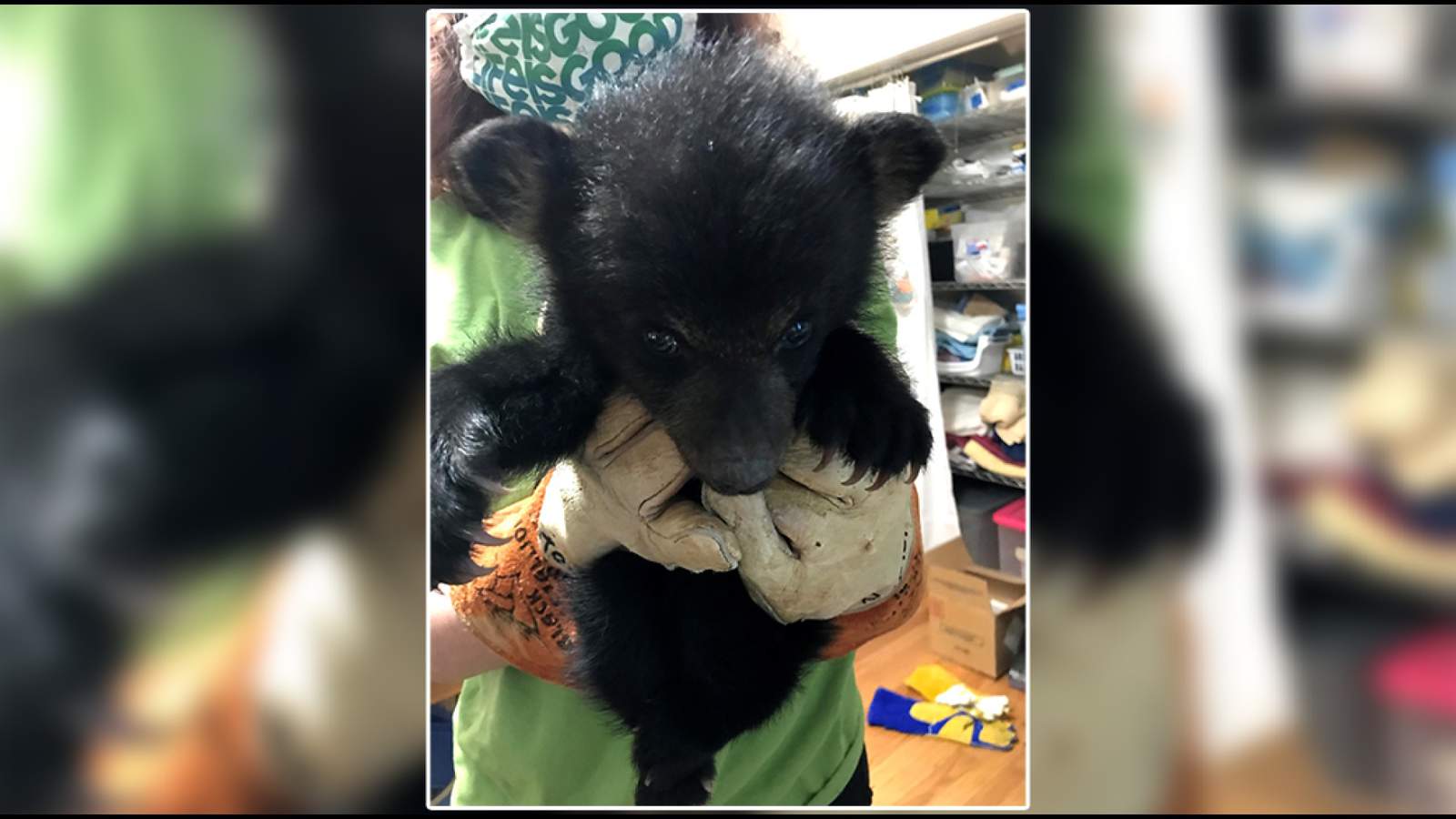 SWVA Wildlife Center welcomes Virginia’s first baby black bear of 2021