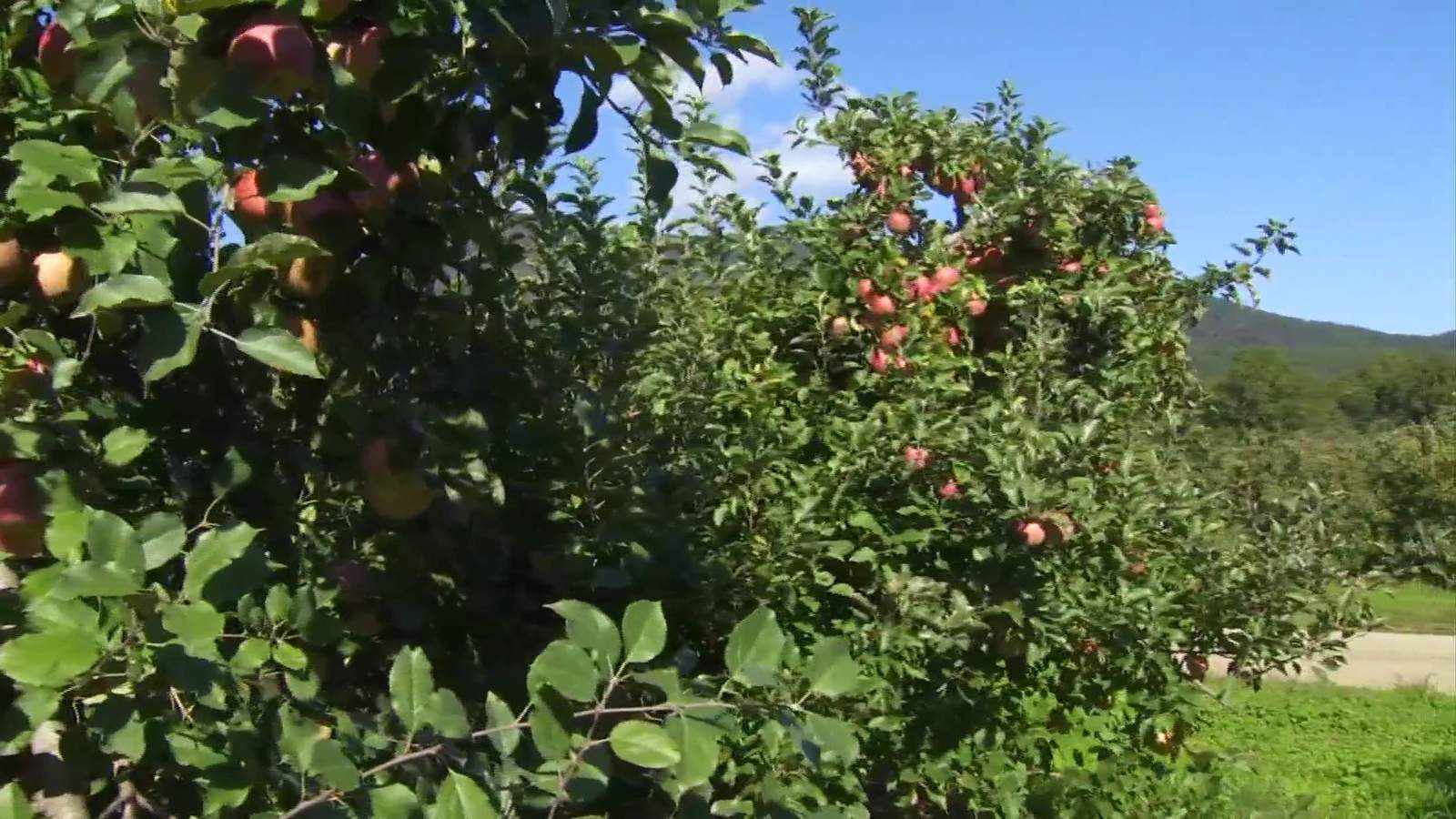 Lynchburg invites families on apple picking trip this weekend