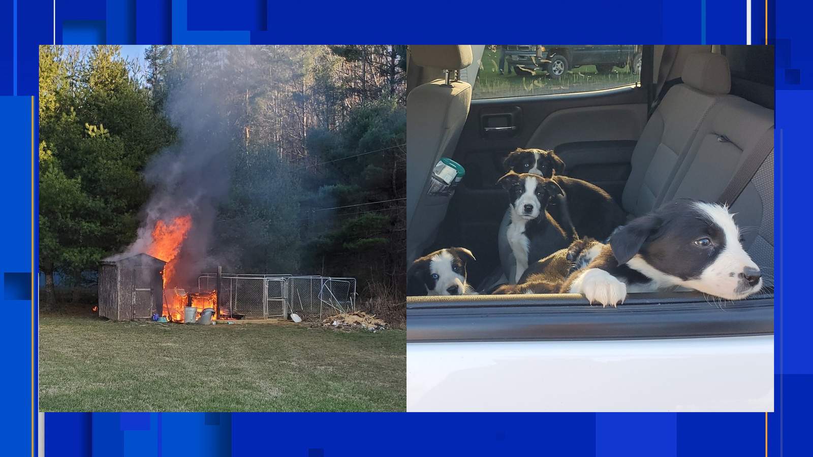 Seven puppies and their mother safe from kennel fire in Galax
