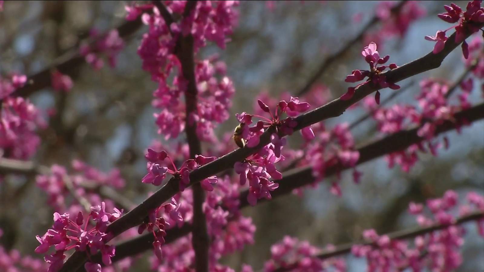 Allergies getting a head start following warmer than usual winter