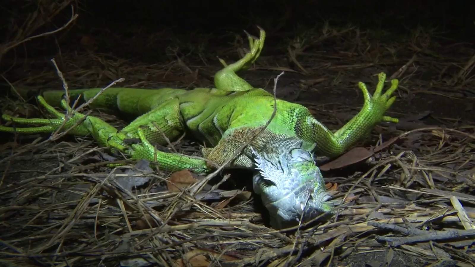 Look out! Florida forecasters warn of falling iguanas Christmas morning