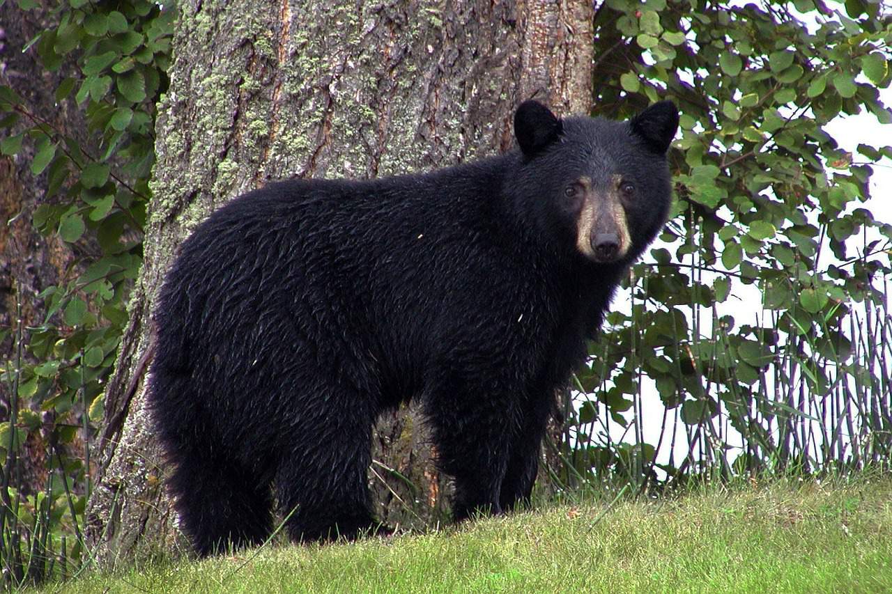 Officers: Virginia woman charged for feeding black bear in Tennessee
