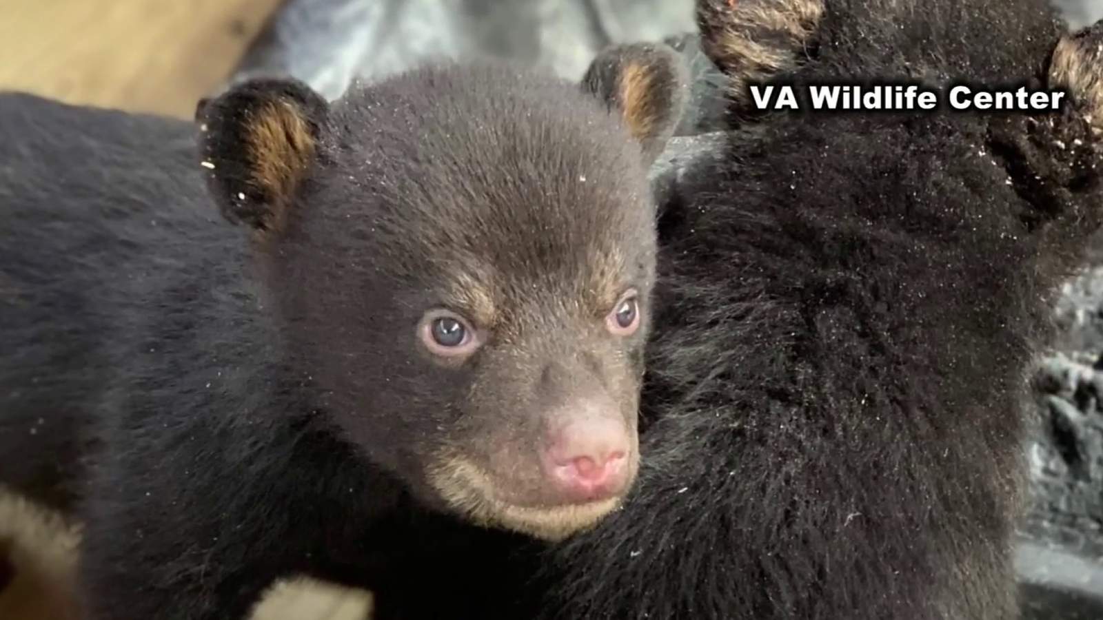 Virginia wildlife center asking for donations to feed 19 rescued black bear cubs