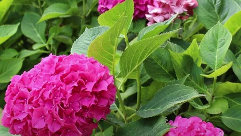 Here’s what you could be doing wrong with your hydrangeas