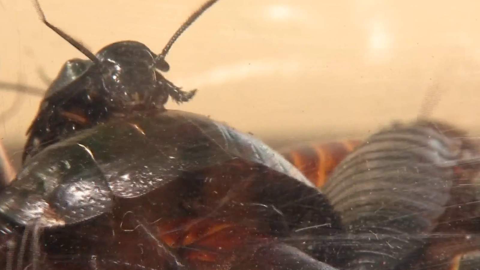 Ultimate Valentine’s Day gift? Name a cockroach after that ‘special’ someone
