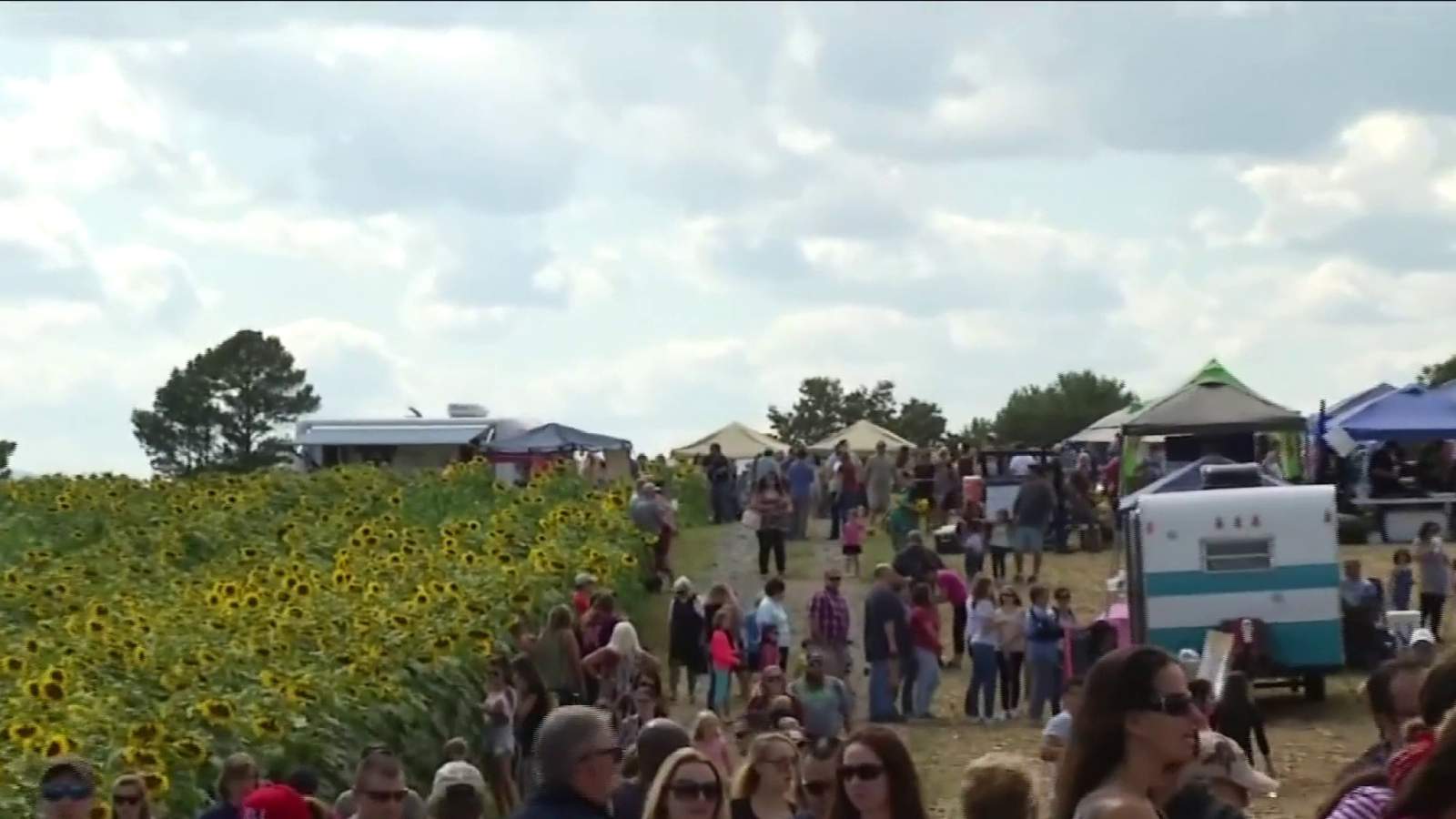Soak up the last of summer at Beaver Dam Farm Sunflower Festival