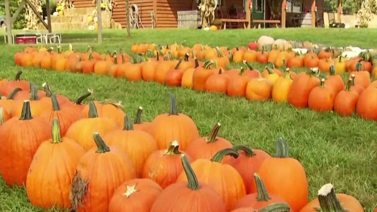 2020′s weather could lead to a local pumpkin shortage