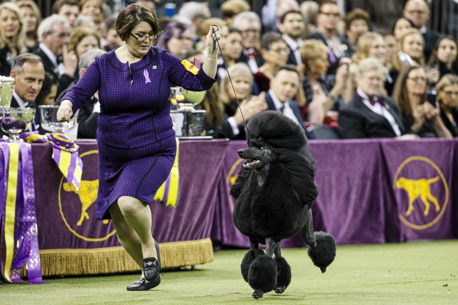 Westminster dog show won't have spectators due to virus