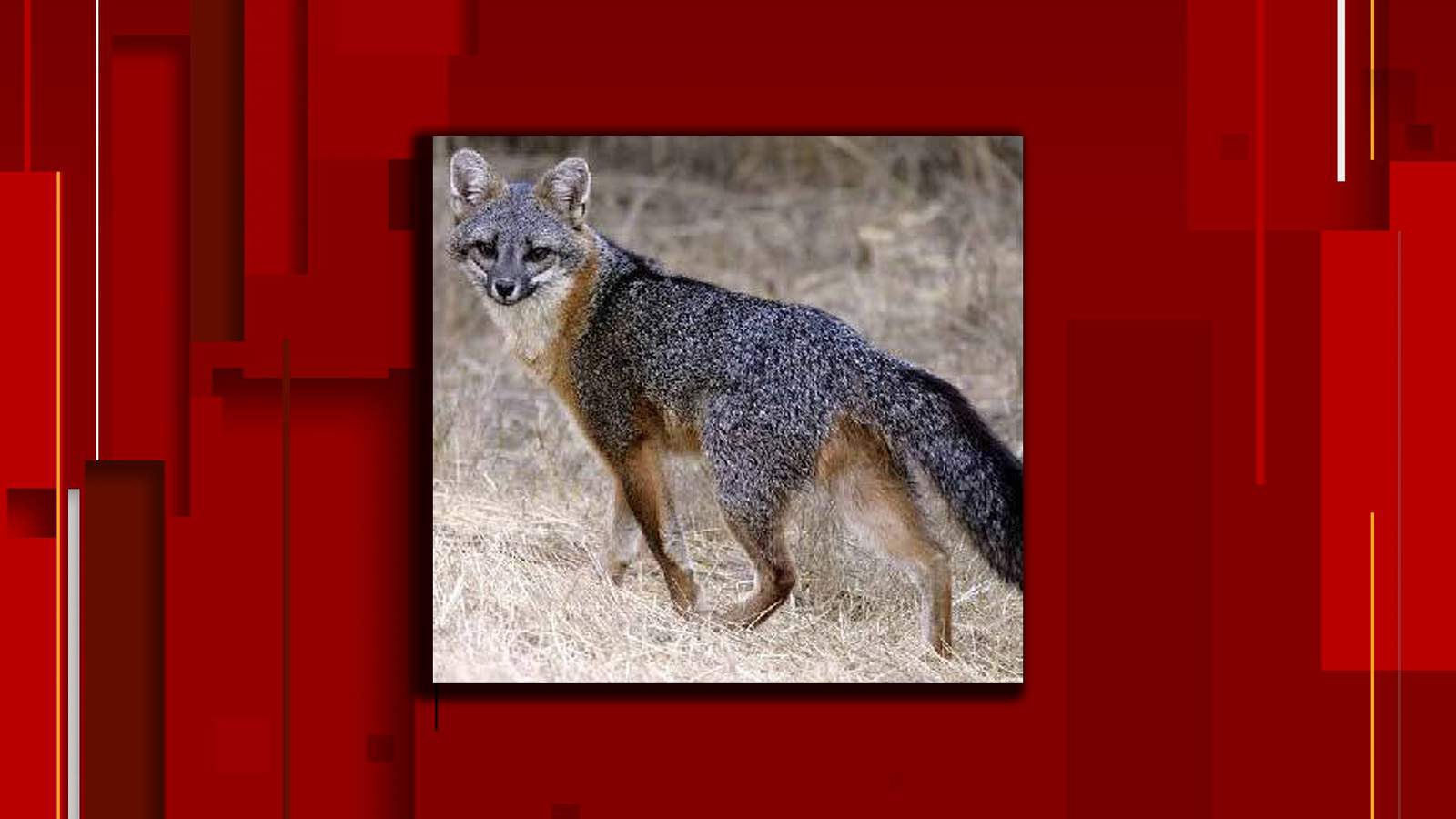 Rabid fox warning issued after animal control officer attacked in Galax