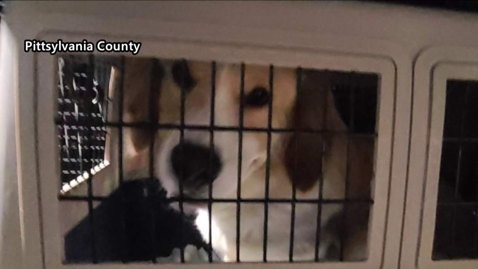 25 cats, dogs fly to Maine from Pittsylvania County shelter due to overcrowding