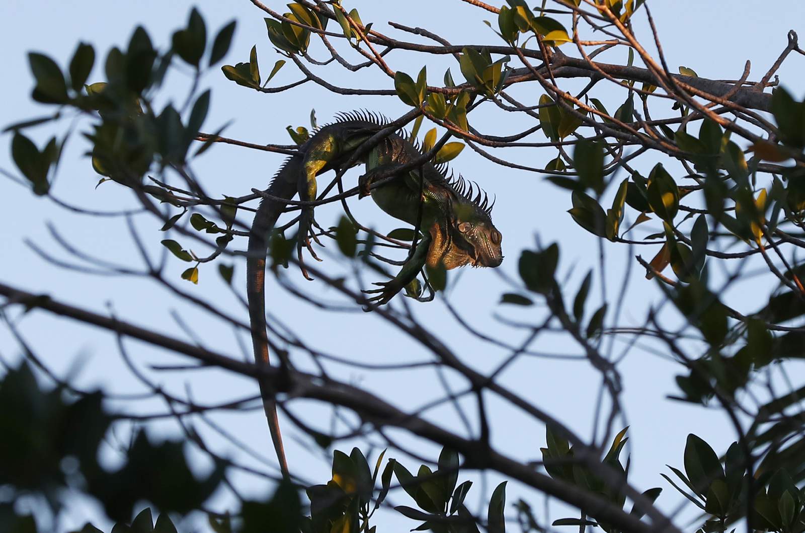 Cold-stunned iguanas falling from Florida trees