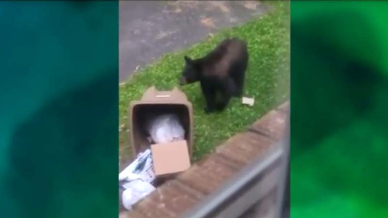 Beware! Bears on the prowl in Campbell County