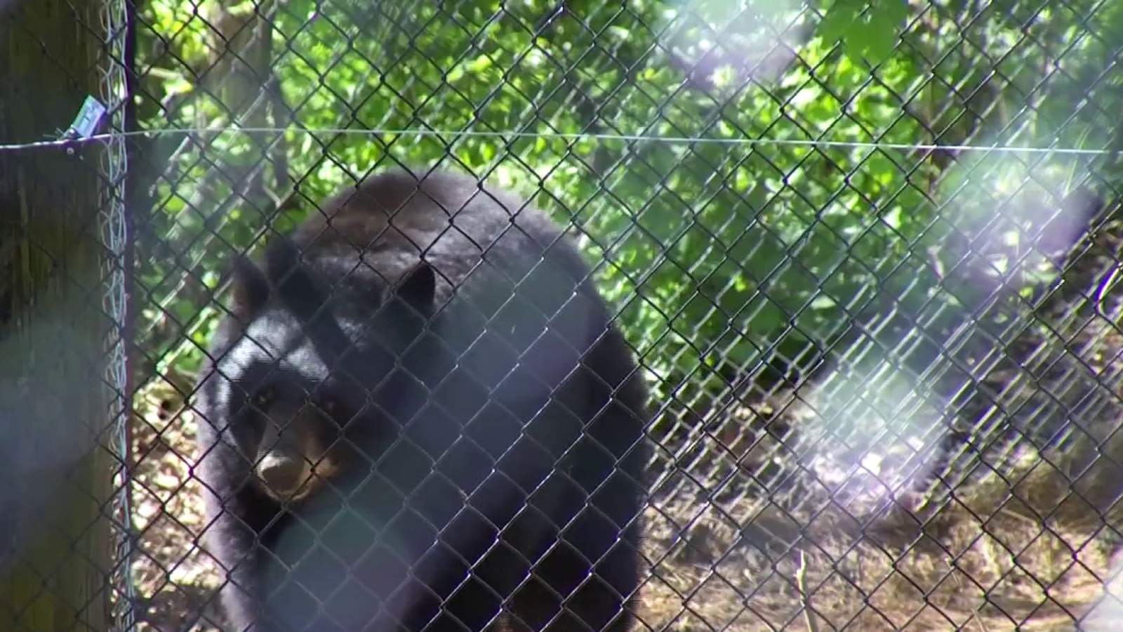 Mill Mountain Zoo welcomes new black bear