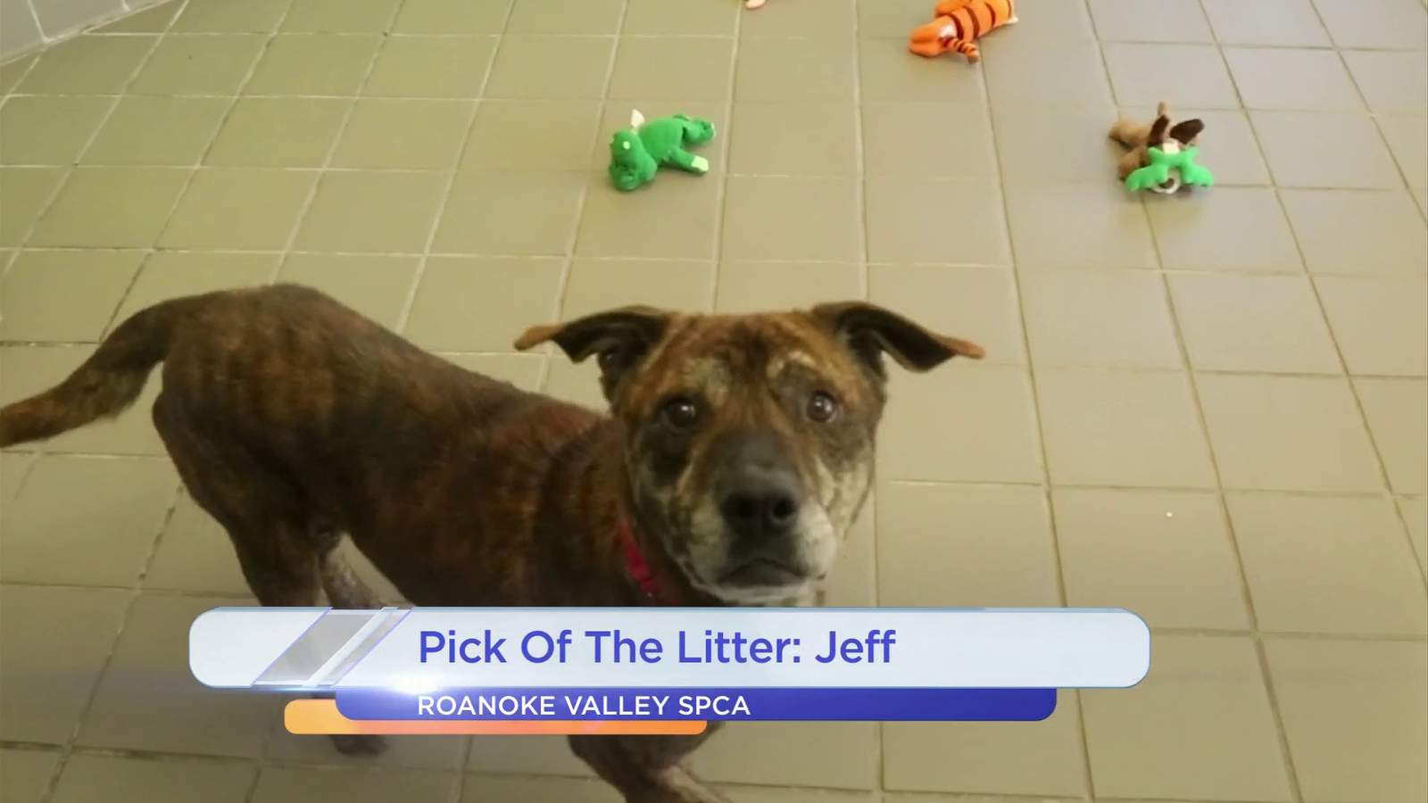 Pick Of The Litter: Jeff