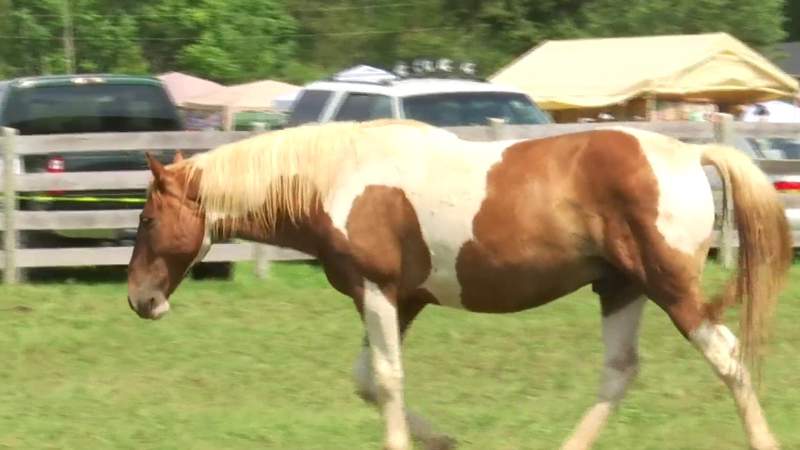 Buchanan nonprofit farm raises funds to help American heroes gain equestrian therapy