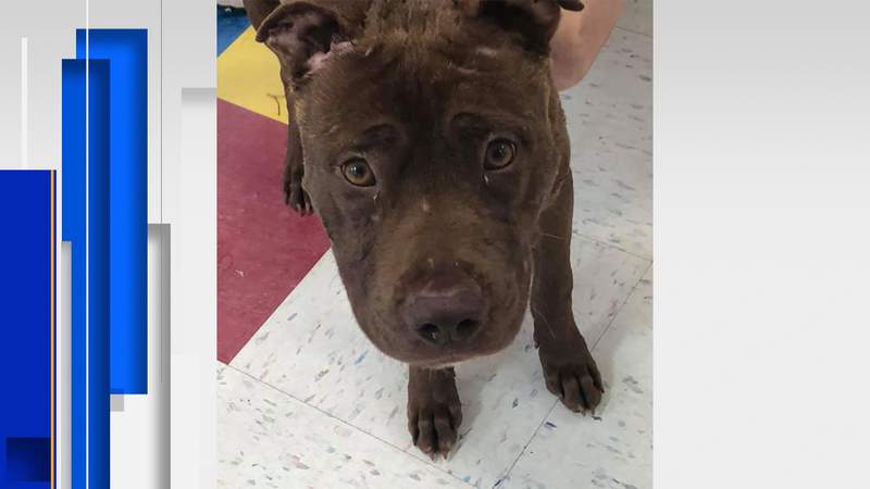 Danville Area Humane Society offering $1,000 reward after pit bull found with massive wound to his neck