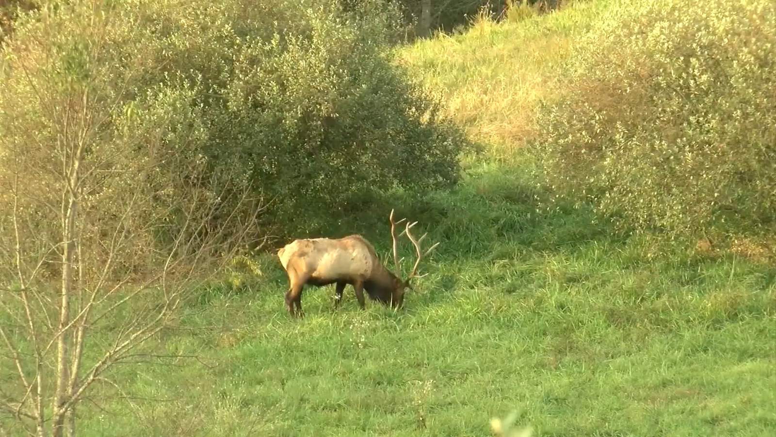 Elk reintroduction proving successful in southwest Virginia