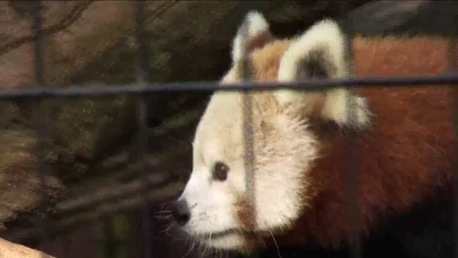 Mill Mountain Zoo, city library come together for Red Panda Day