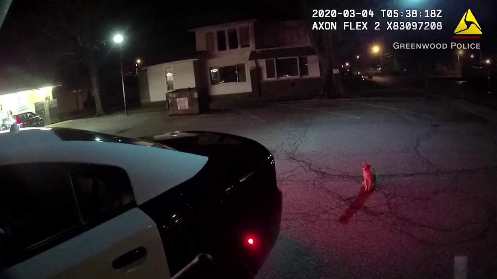 Officer has standoff with angry cat