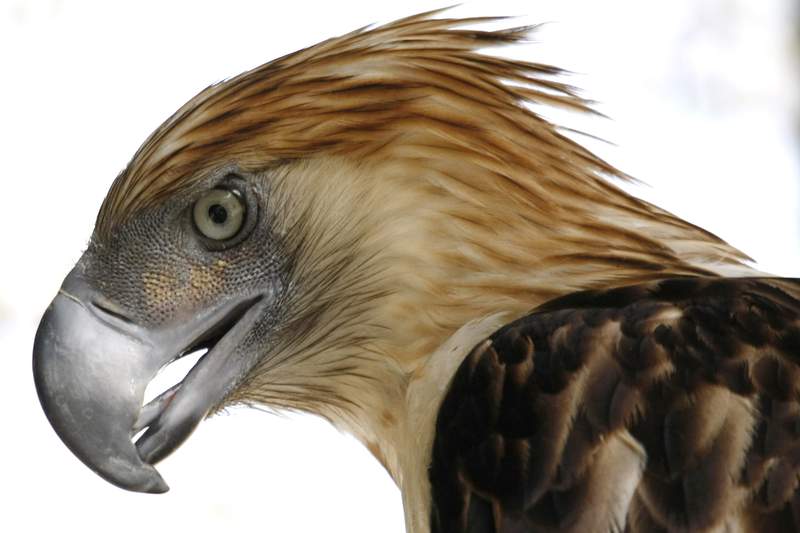 Birds of prey face global decline from habitat loss, poisons