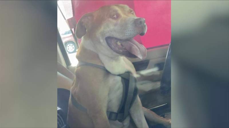 Good Samaritans, Lynchburg police rescue dog from hot car parked at River Ridge