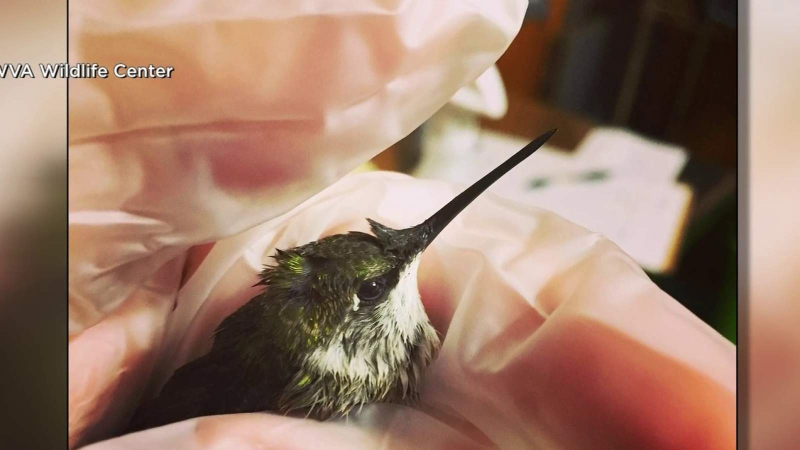 They’re back! First hummingbirds spotted in Southwest Virginia