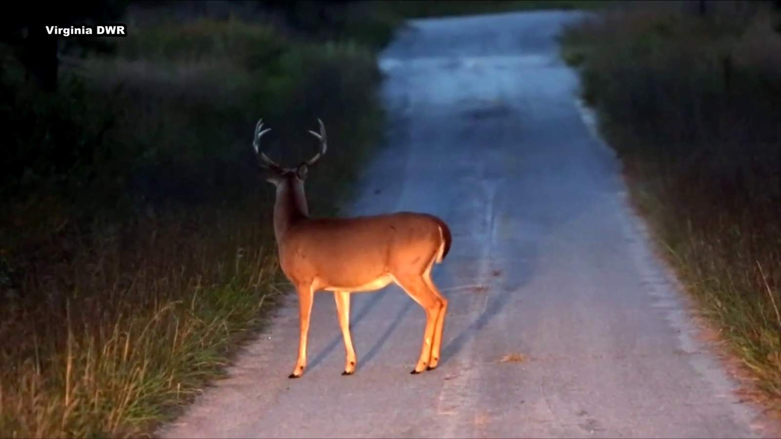 Don’t swerve: Officials urge Roanoke County drivers to look out for deer