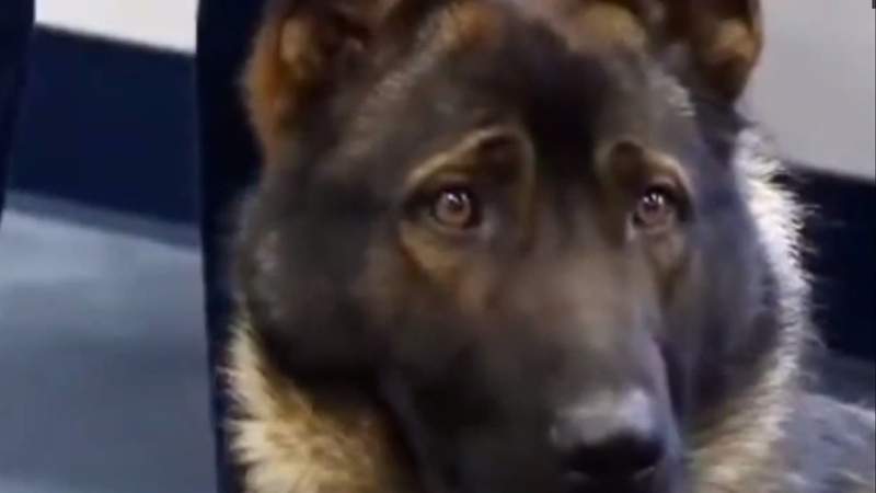 Roanoke City accepts donation for two new police K9s following marijuana law changes