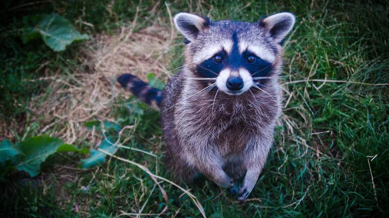 Rabid raccoon found near Roanoke River Greenway