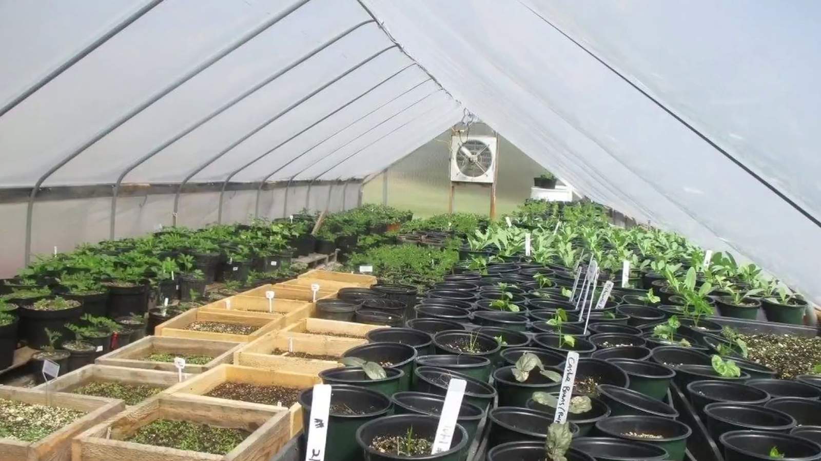 Growing community profit: Local business taps into medicinal herb industry