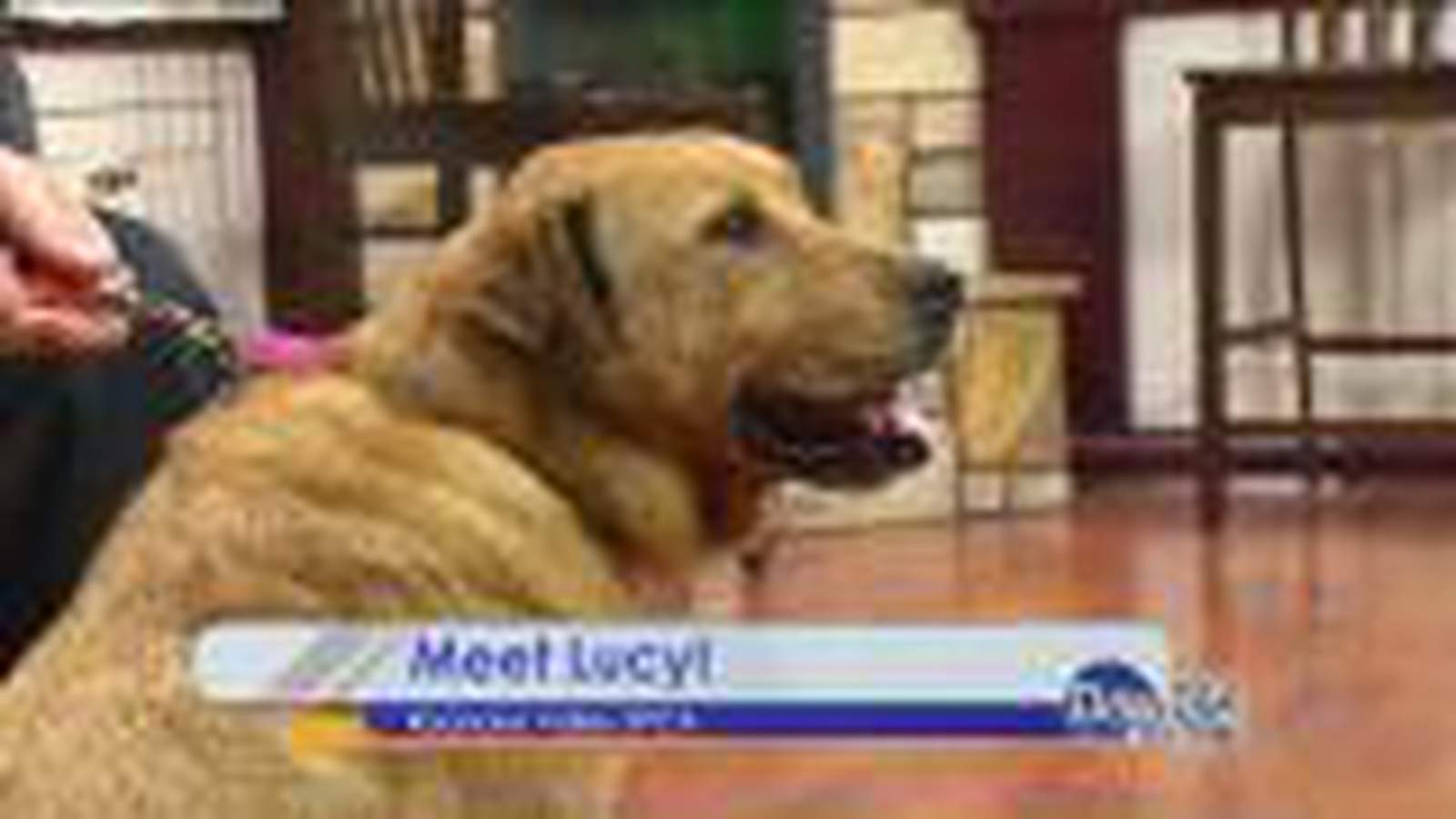 RVSPCA Pet of the Week: Meet Lucy!