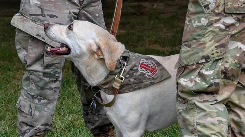 Virginia Tech Corps of Cadets ambassador Growley II to retire after 5 years of service