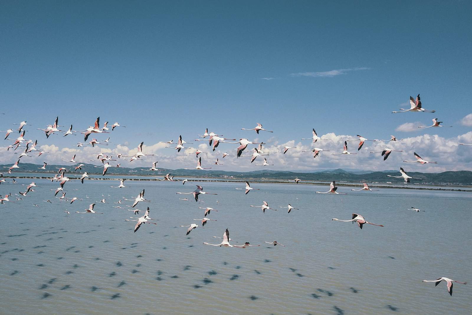 Conservationists: new airport gravely harms Albania wetland