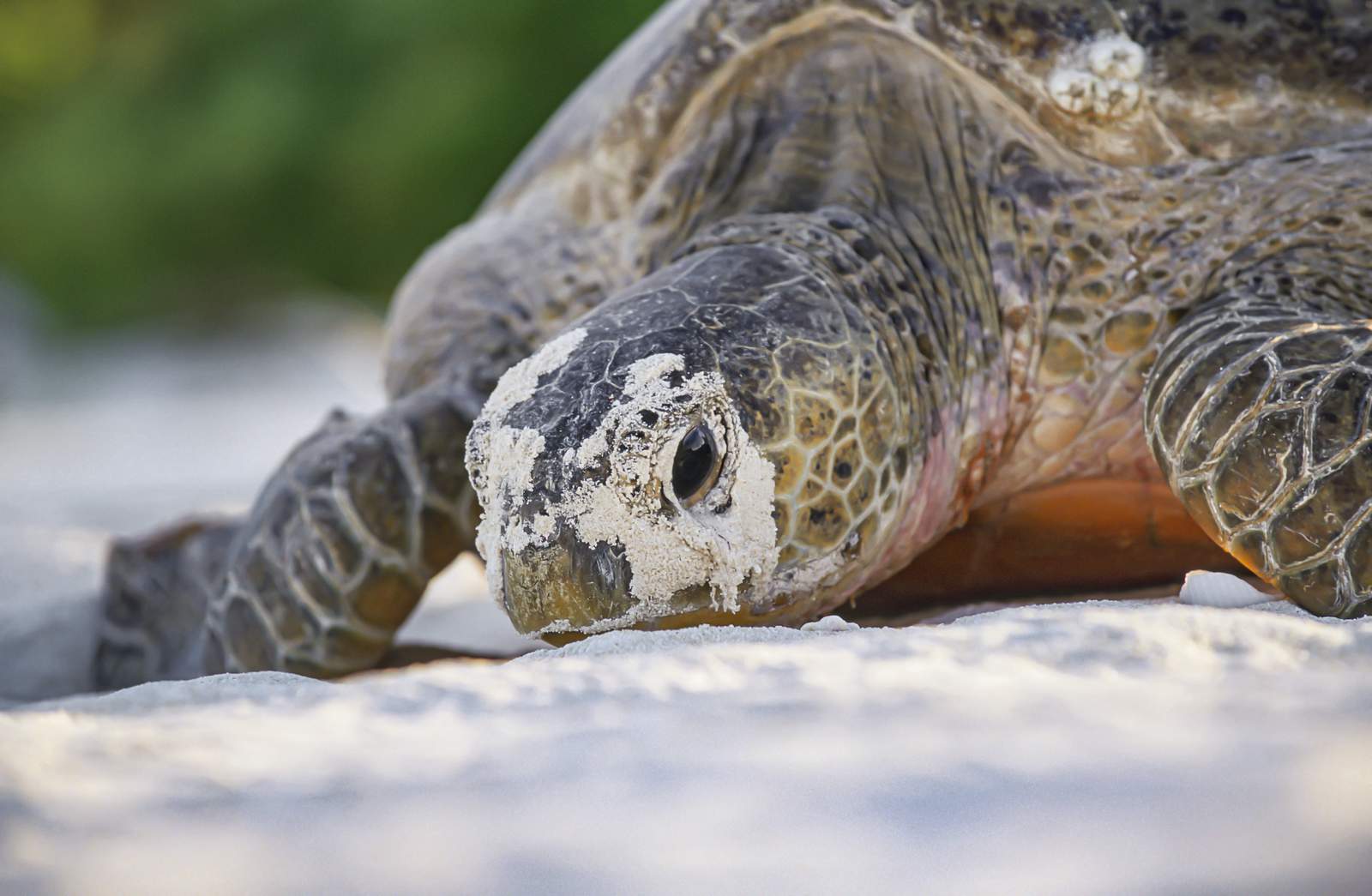 Stranded, 700-pound sea turtle euthanized in Virginia