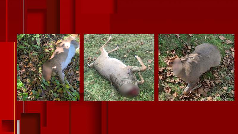 Three deer carcasses with head, antlers removed left abandoned in Radford, sheriff says